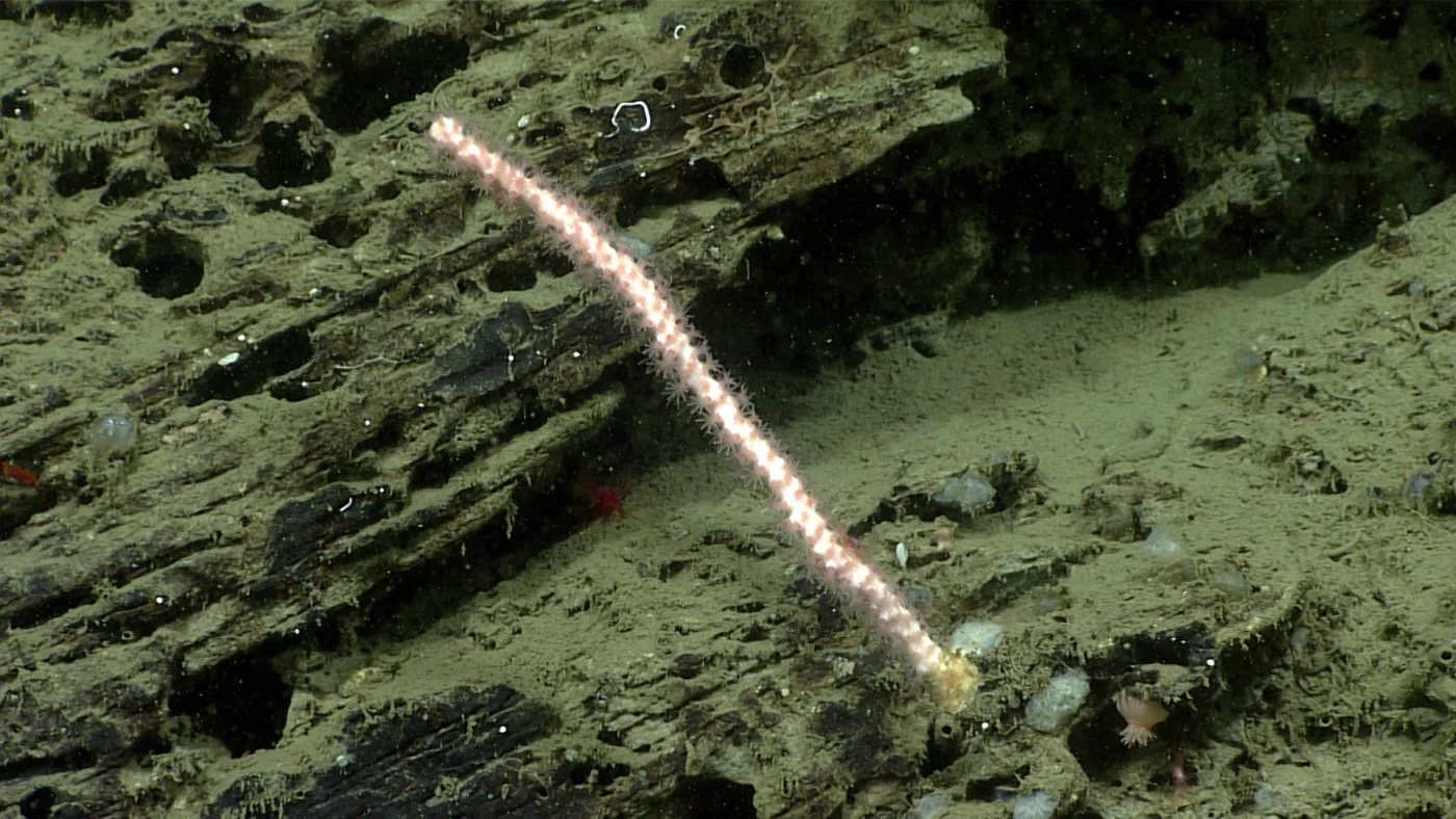 Yutlinux bubblegum coral