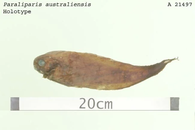 Australian Snailfish
