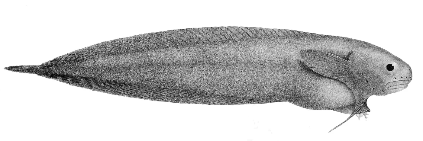 black seasnail