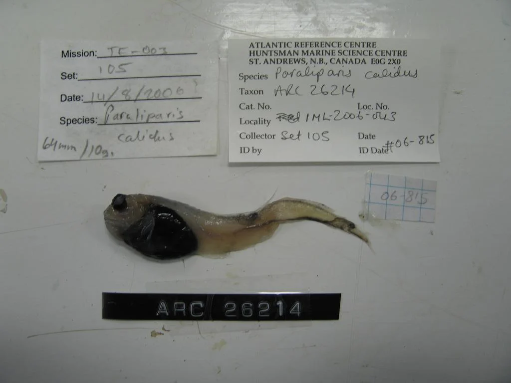 lowfin snailfish