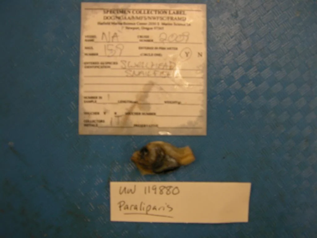 blackbelly snailfish