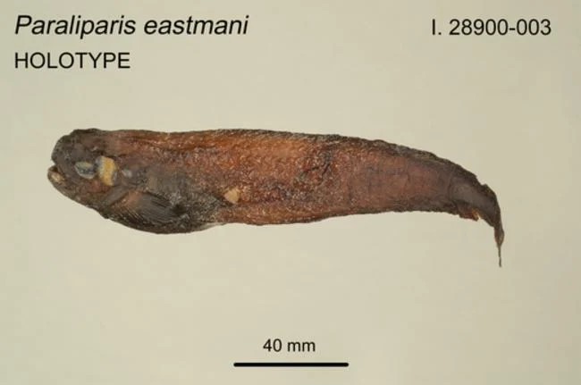 Thickskin Snailfish