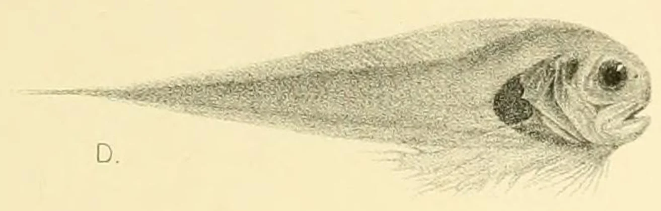 thick-skinned lionfish