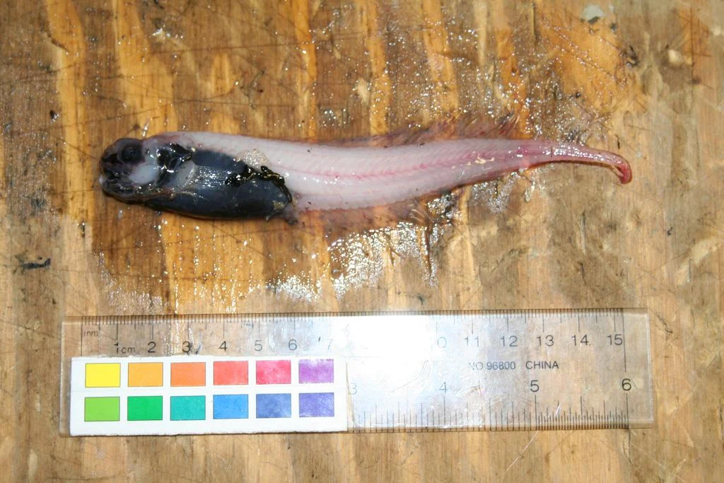 toothless snailfish