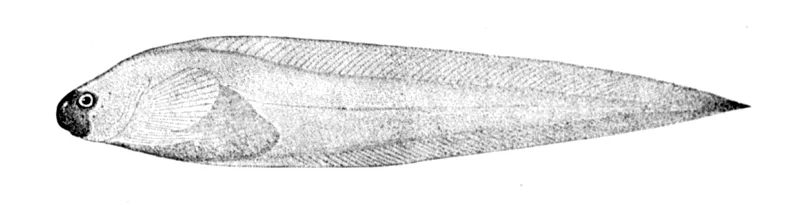 Tarred Snailfish