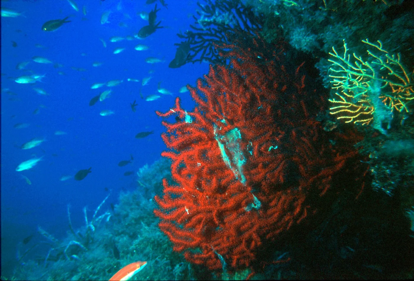 chameleon sea fan