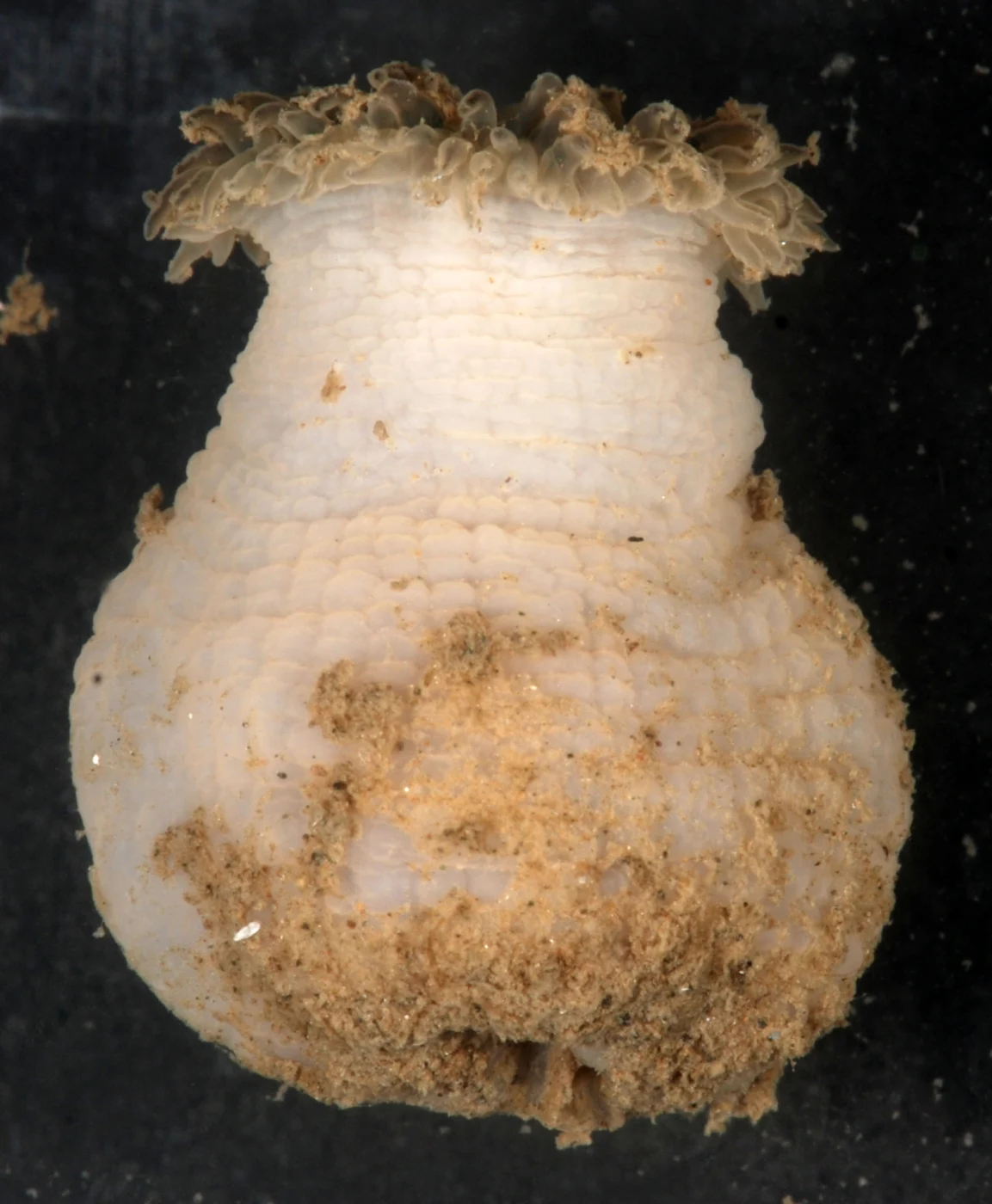 Paranthus crassus
