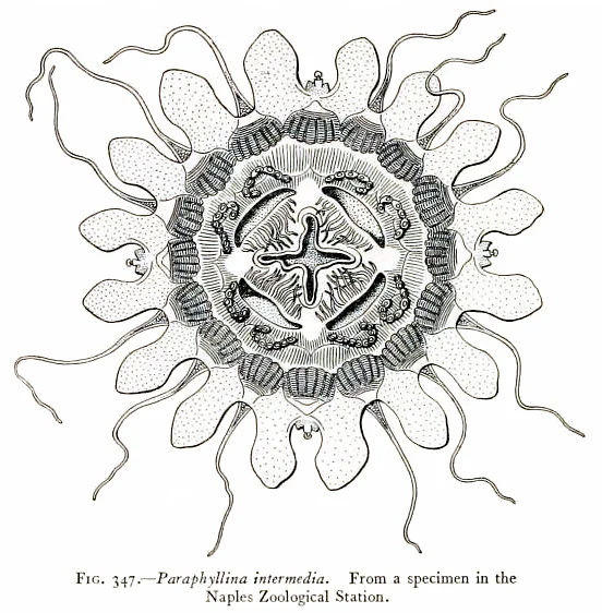 Paraphyllina rubra