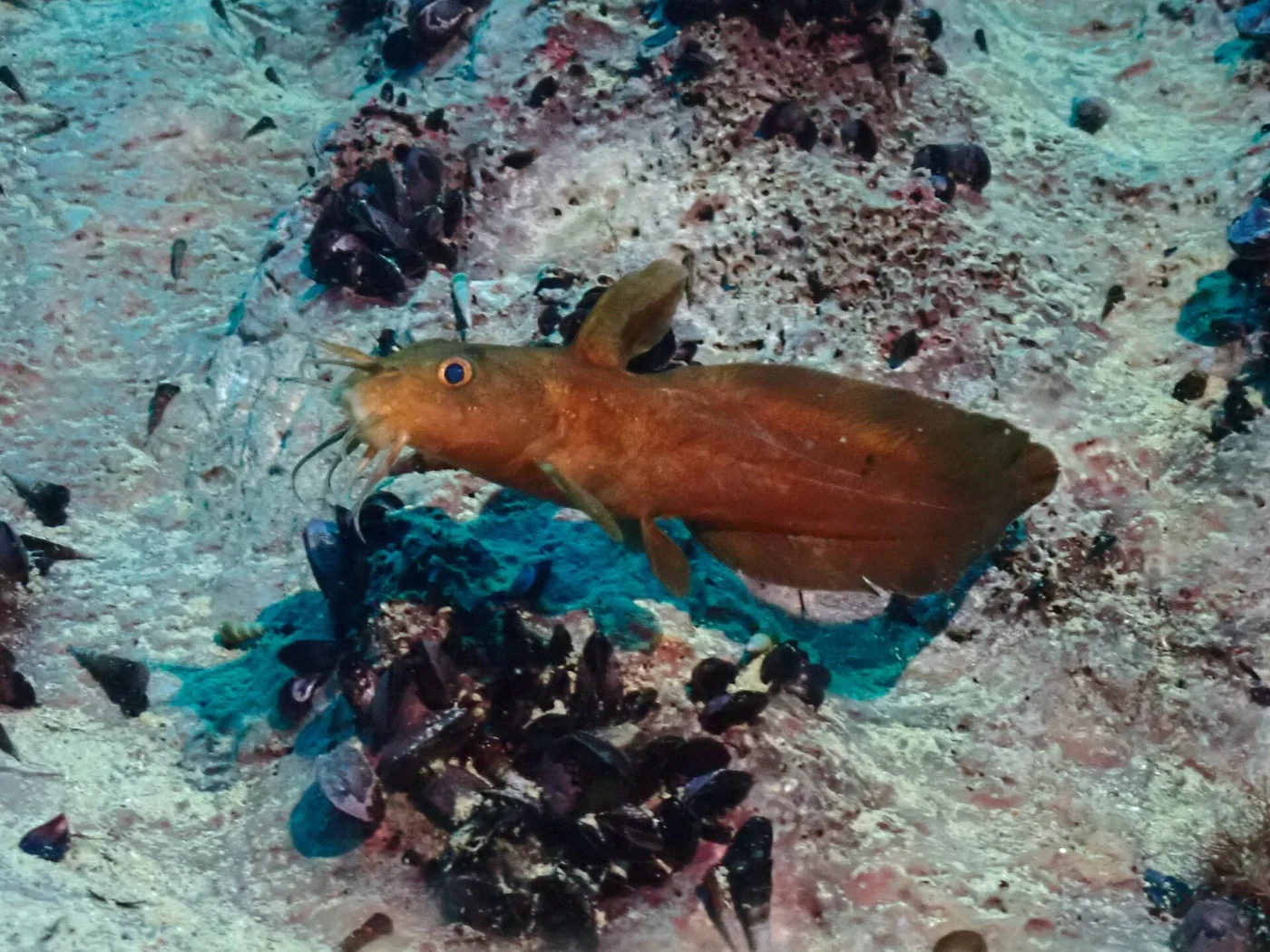 Whitelip Catfish