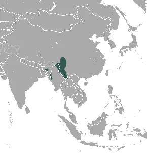 Assamese Mole
