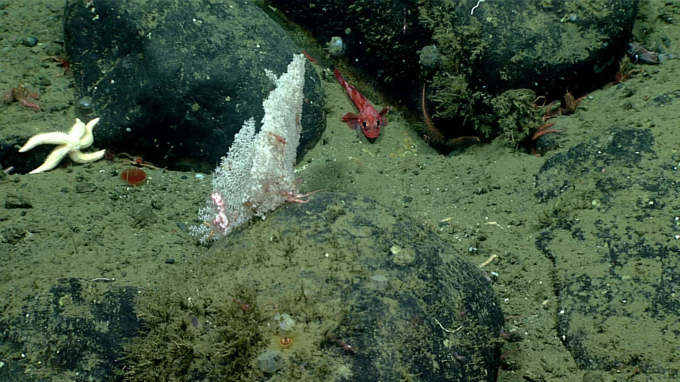 branched tree coral