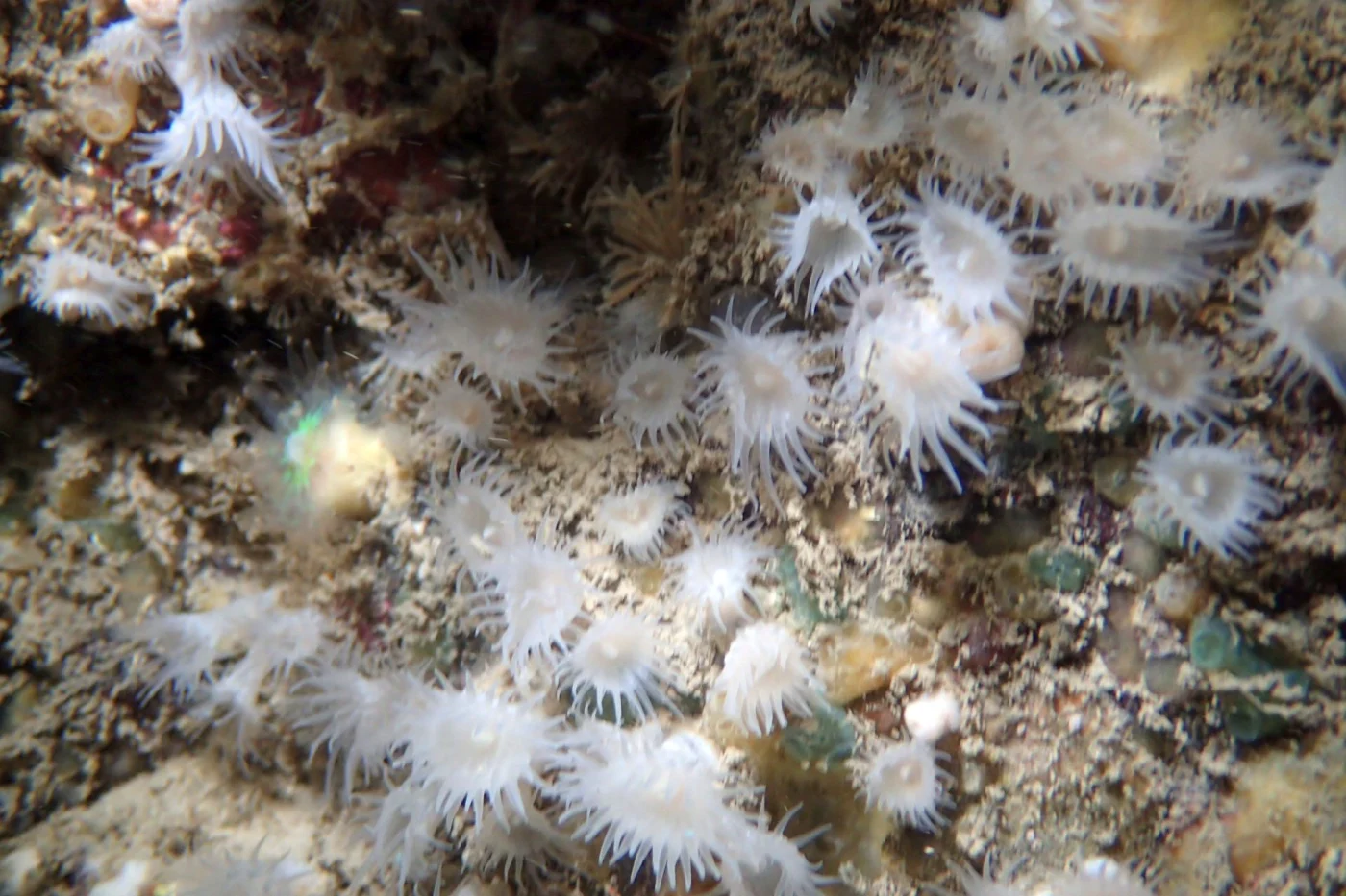 Cluster Anemone, White Cluster Anemone
