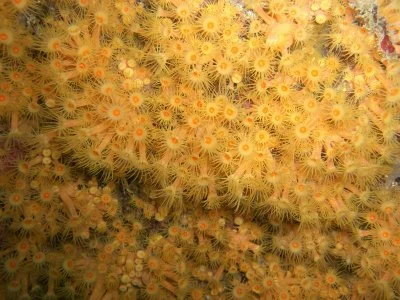 Yellow Cluster Anemone