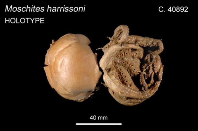Pareledone harrissoni
