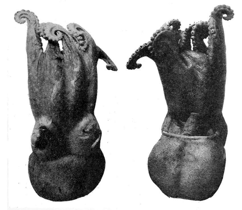 Turquet's octopus