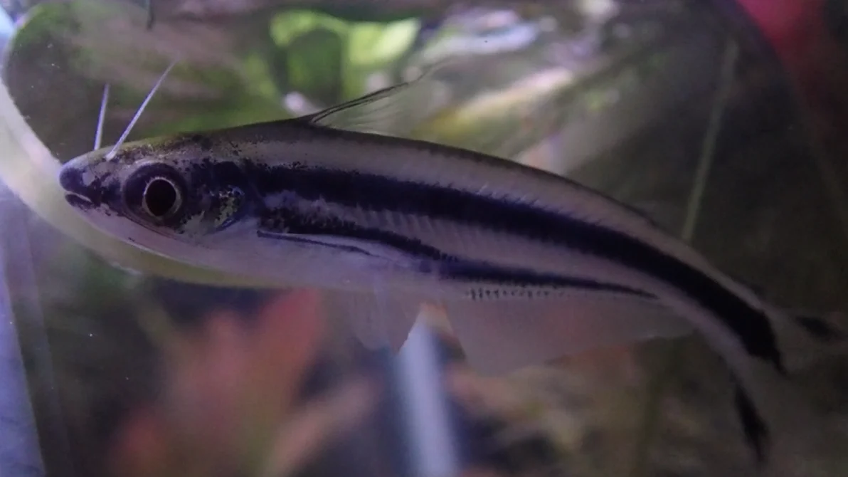 three-striped African catfish