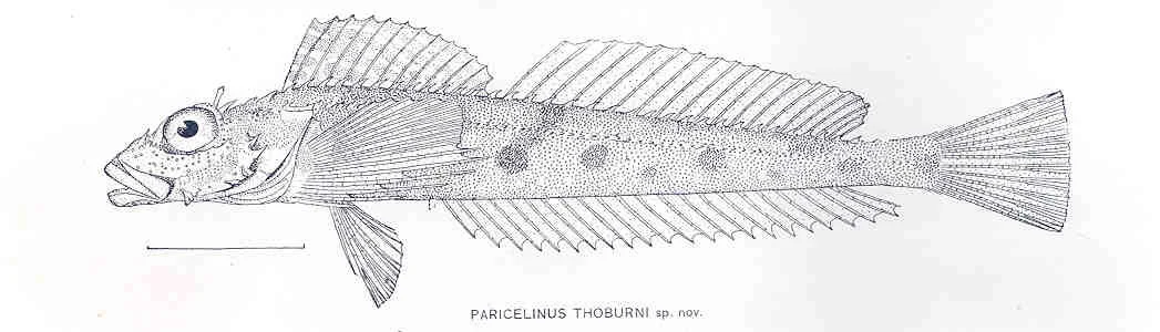 thornback sculpin
