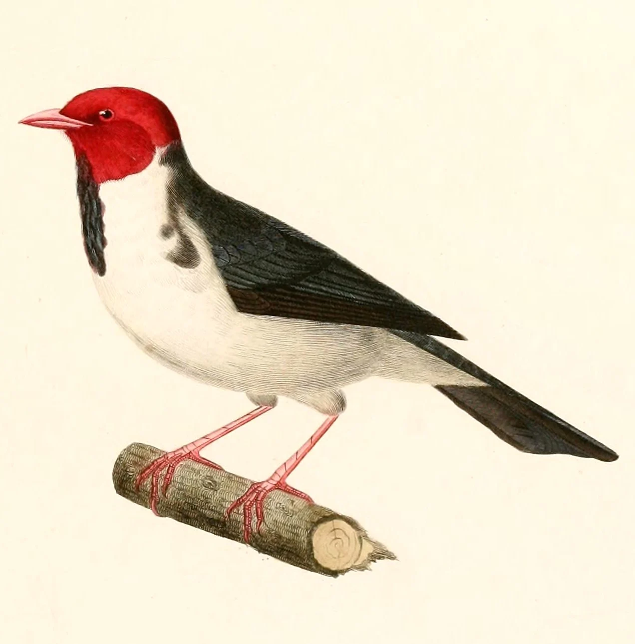 Yellow-billed Cardinal
