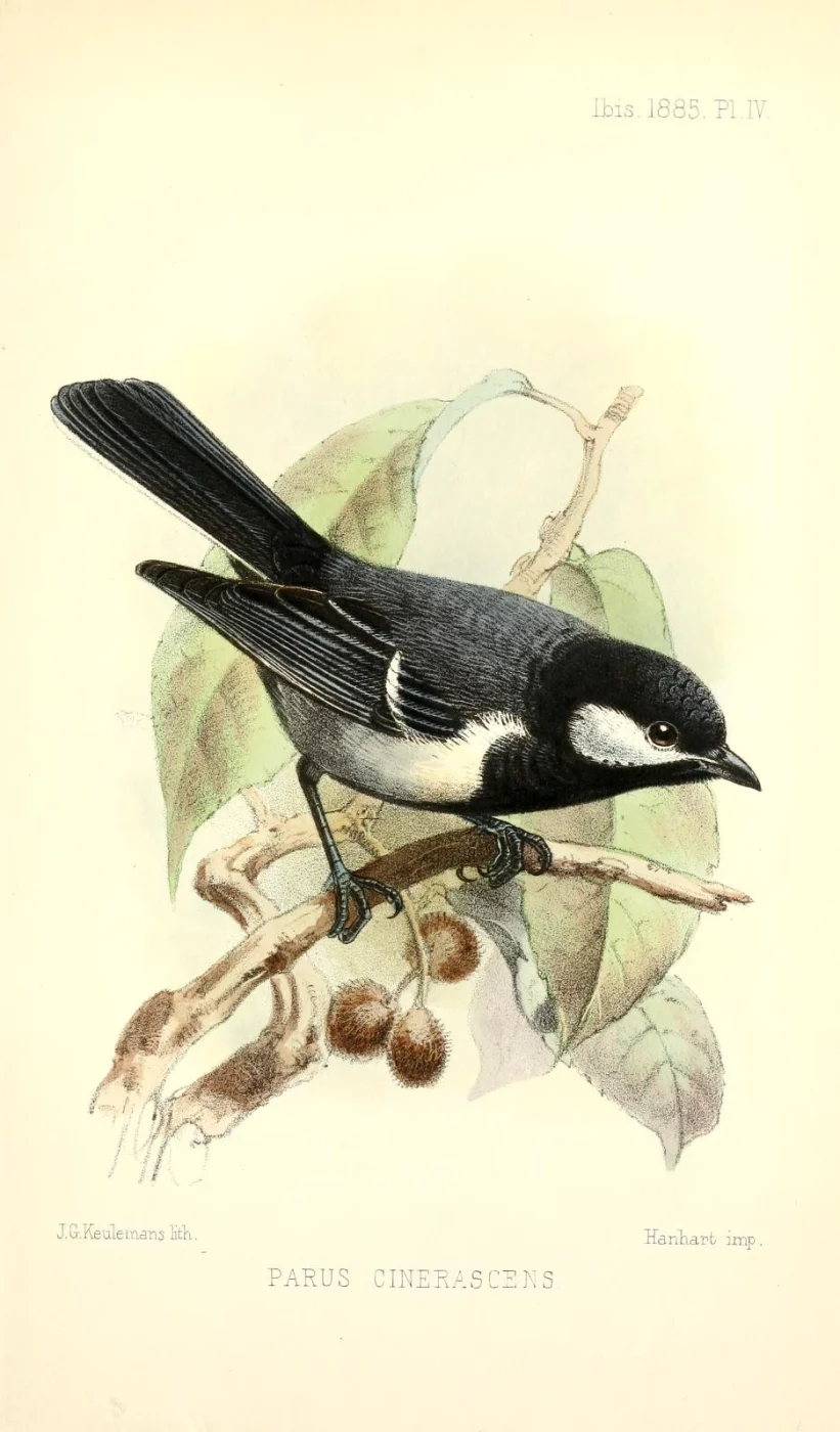 Ashy Tit