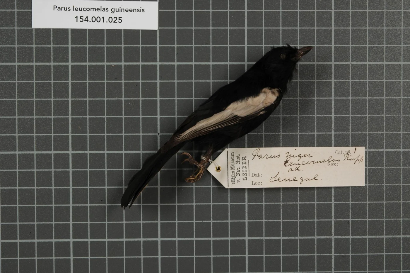 White-shouldered Black Tit