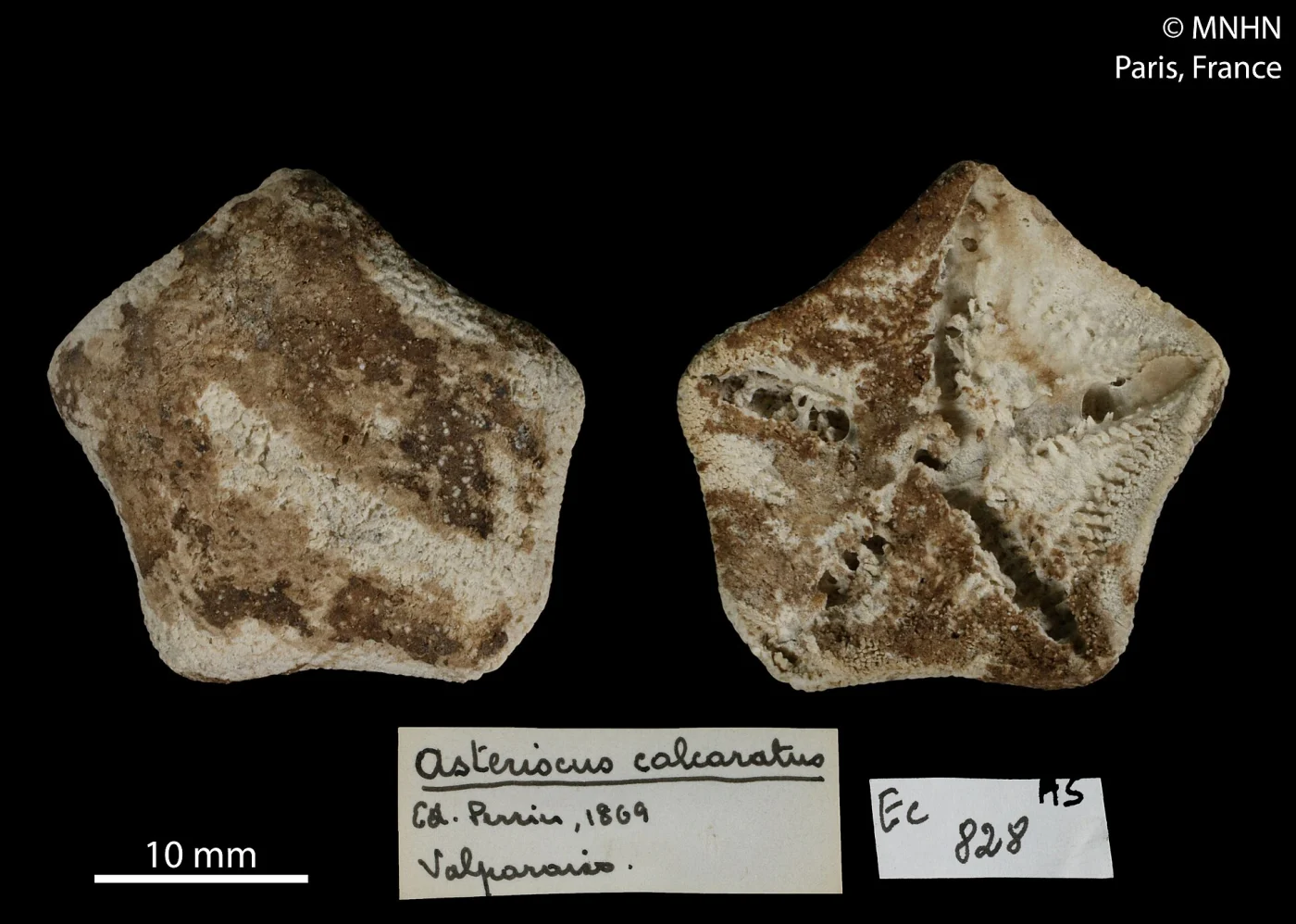 Parvulastra calcarata