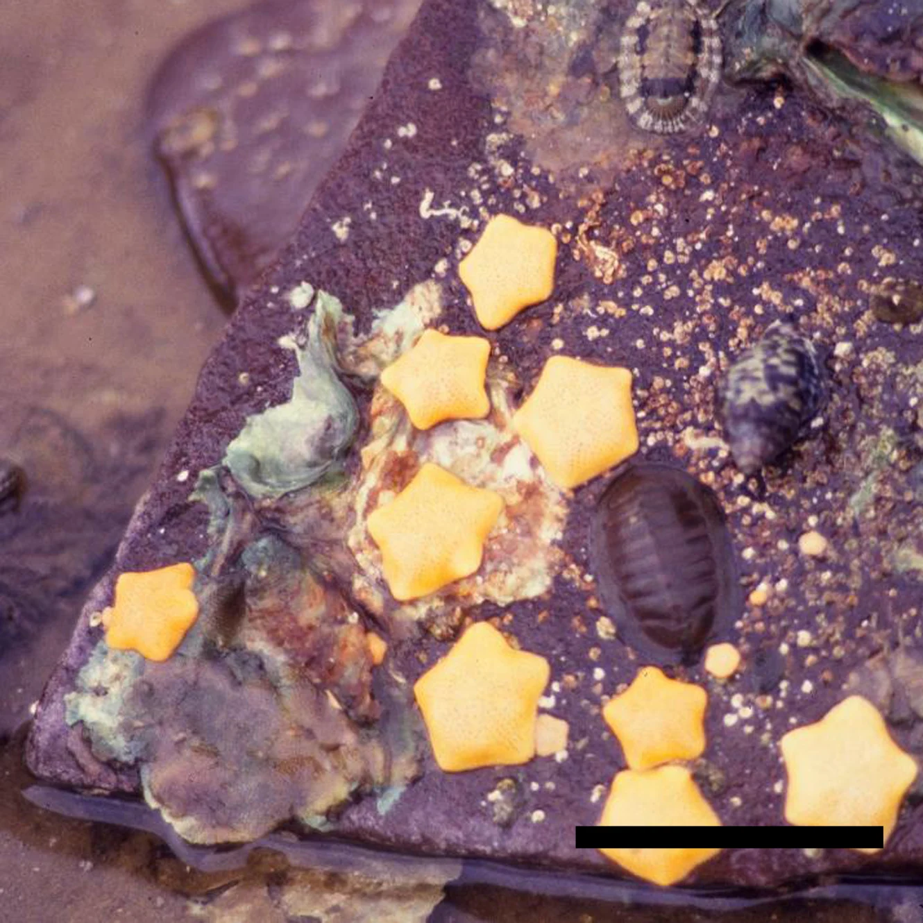 Tasmanian Live-Bearing Seastar