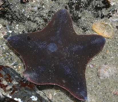 Common cushion star