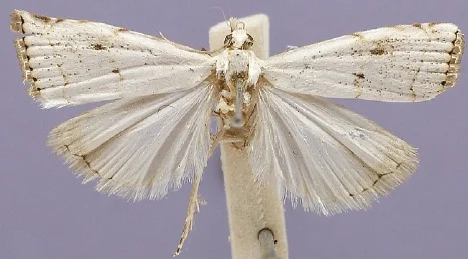 Paulella taylori