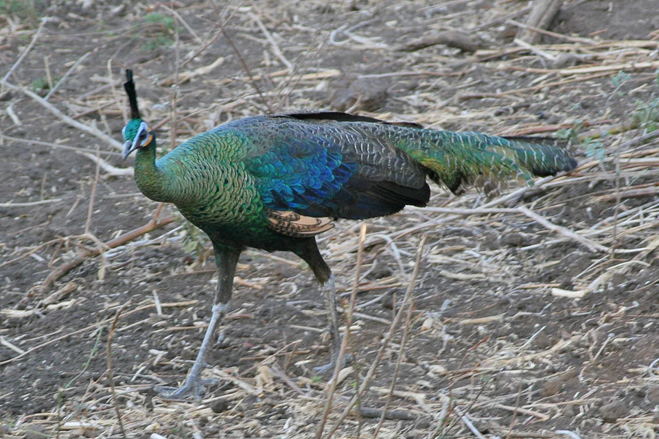 Green Peacock