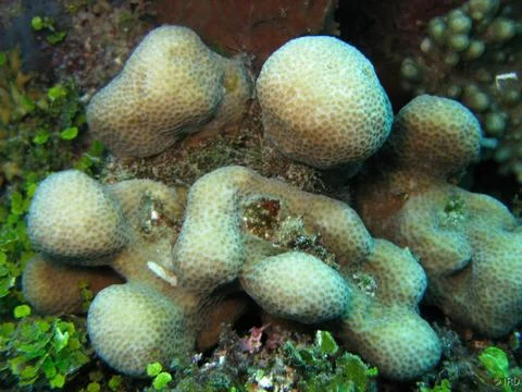 Shoulderblade Coral