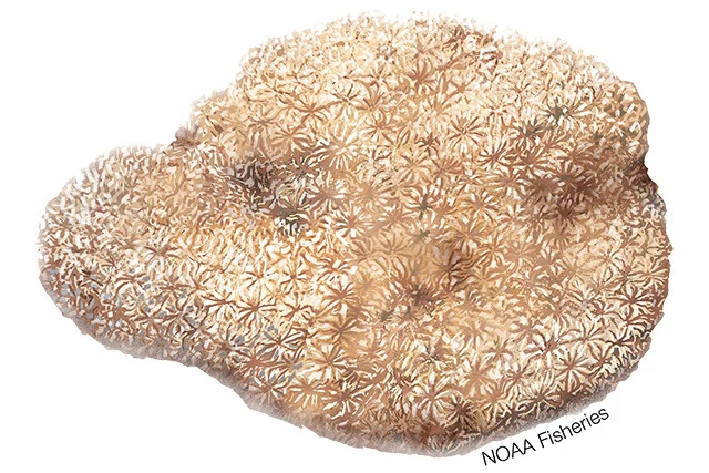 leaf coral