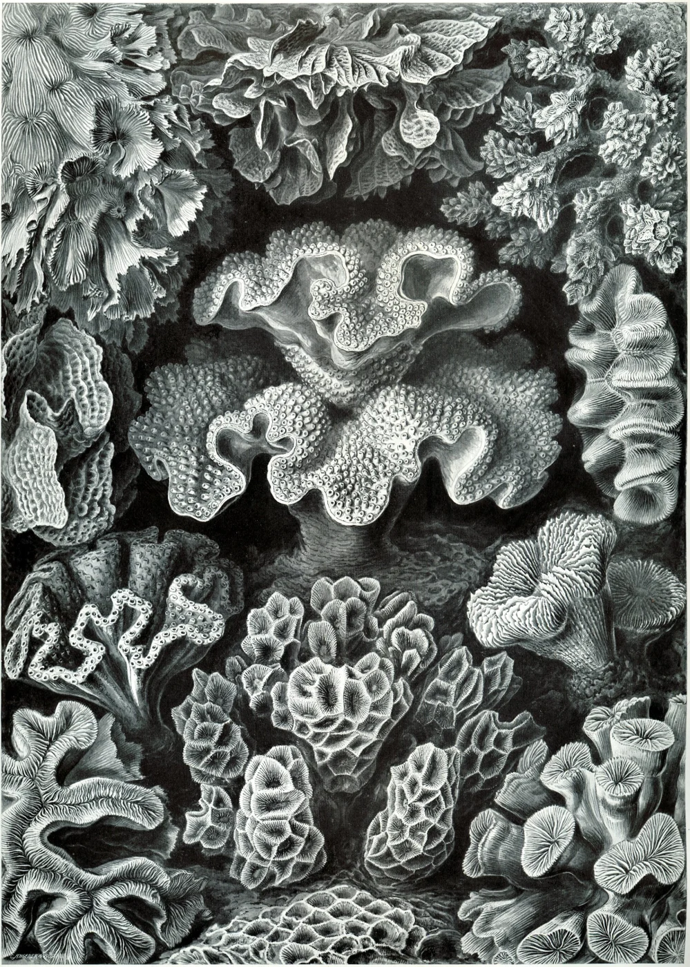 leaf coral