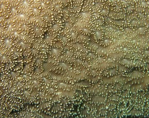leaf coral