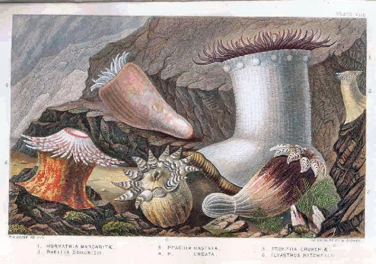 spear anemone