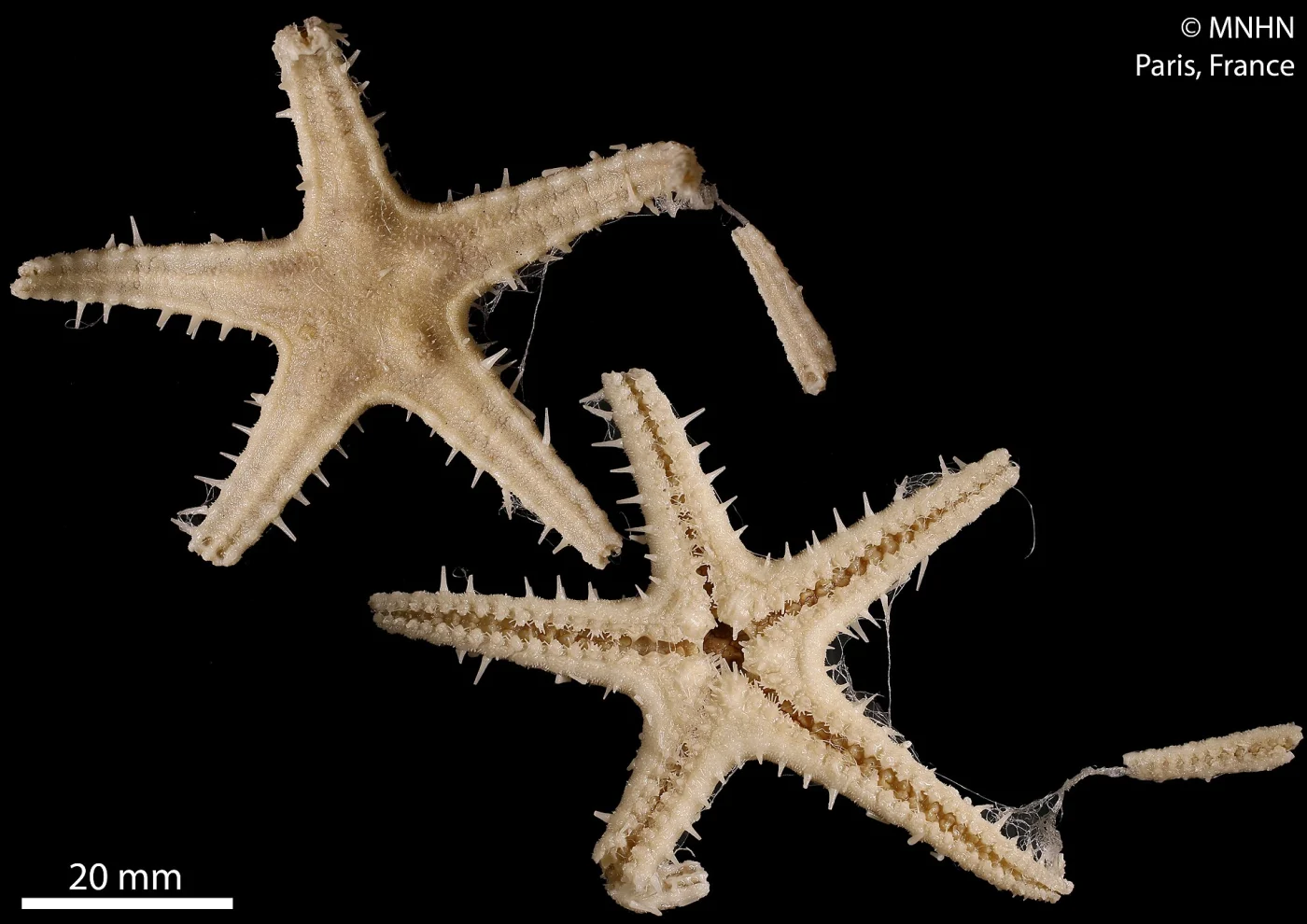 Pectinaster filholi