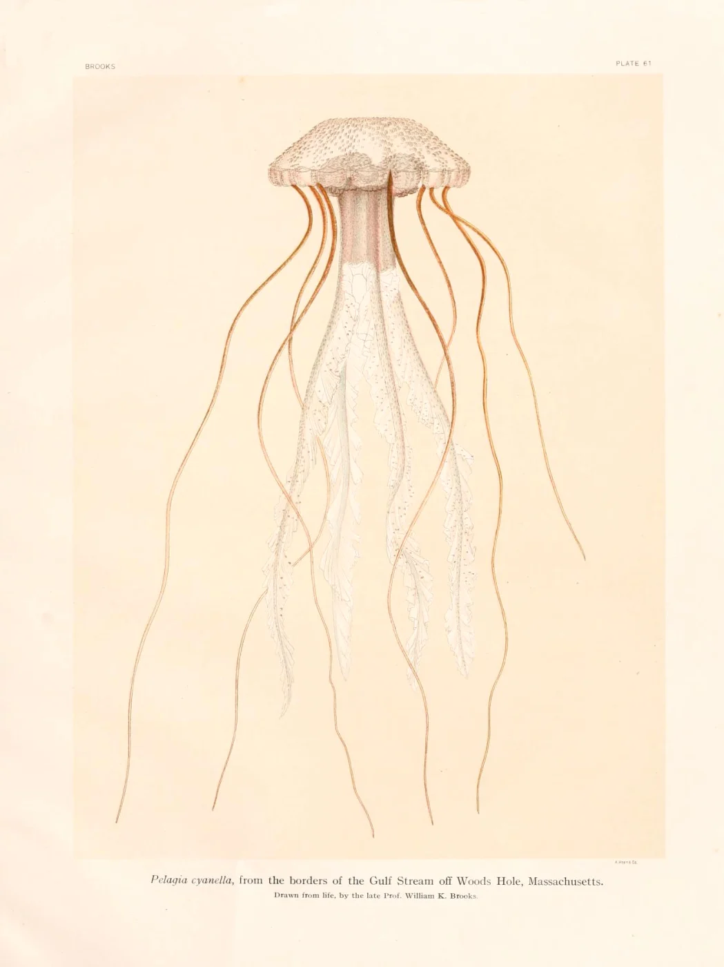 Pelagia cyanella
