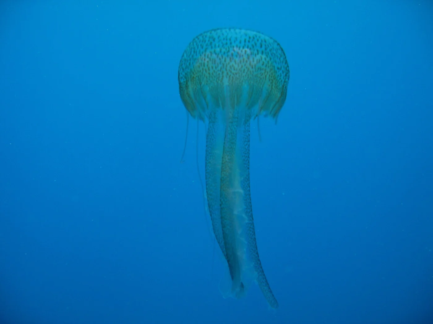 South Pacific Mauve Stinger