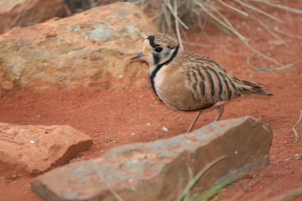 Australian courser