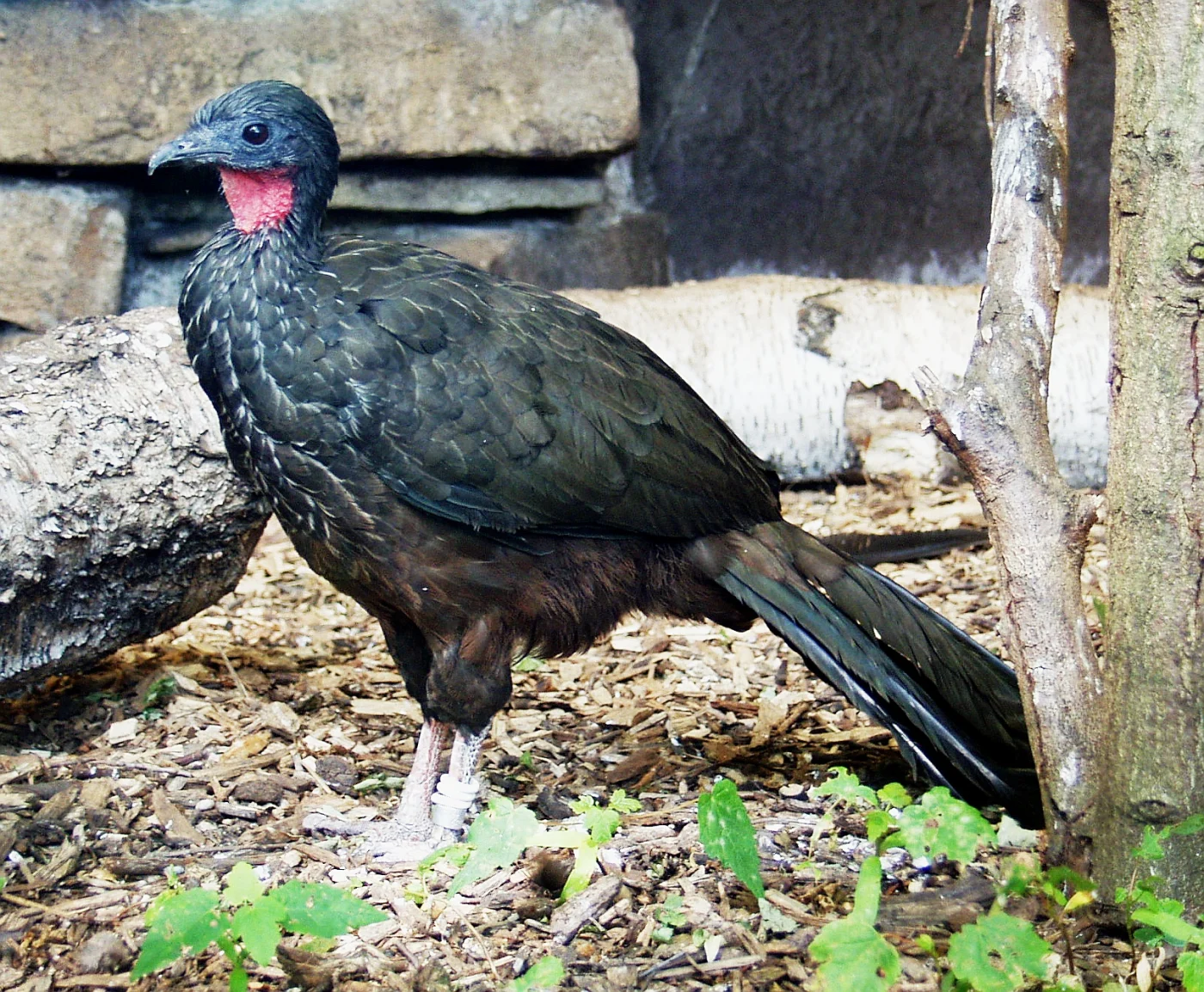 White-browed Guan