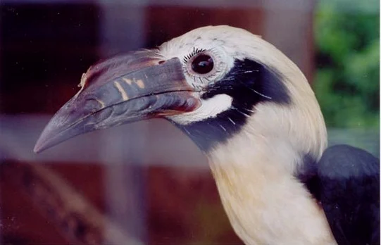 Tarictic Hornbill