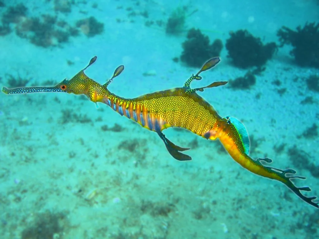 finless pipefish