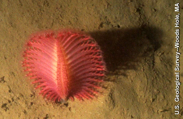 Thorny Sea Pen