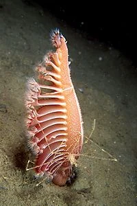 dark-red sea-pen