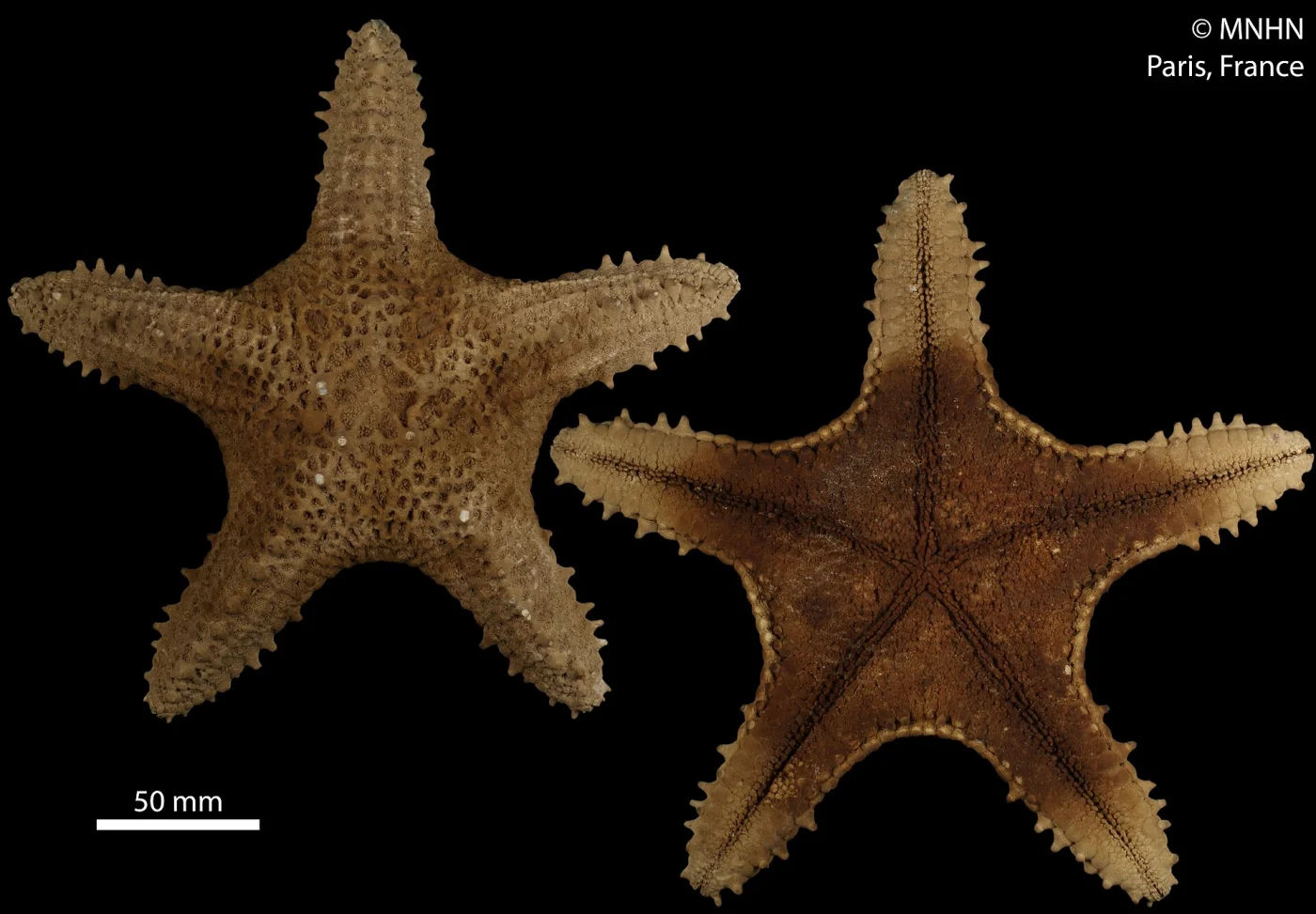Cushion sea star