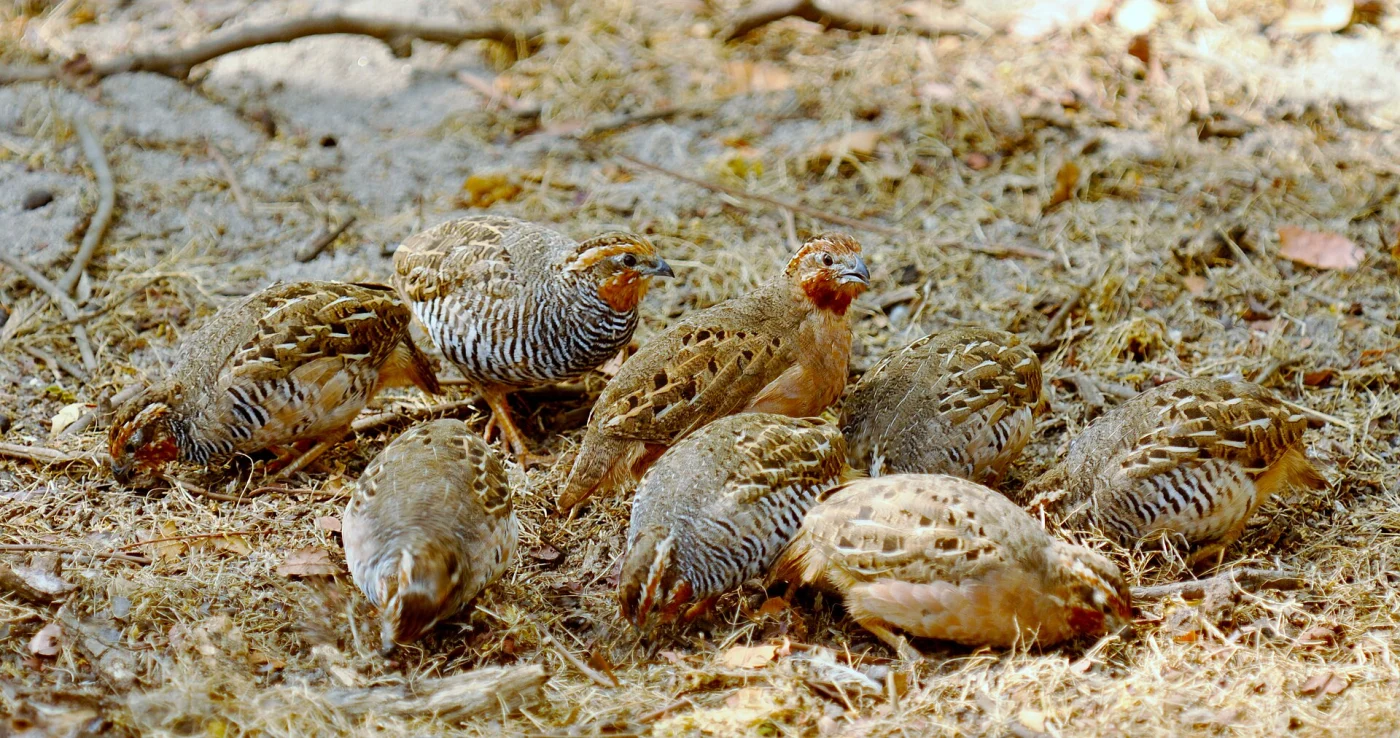 Jungle Bush Quail
