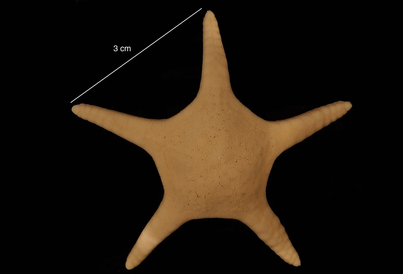 Pergamaster incertus