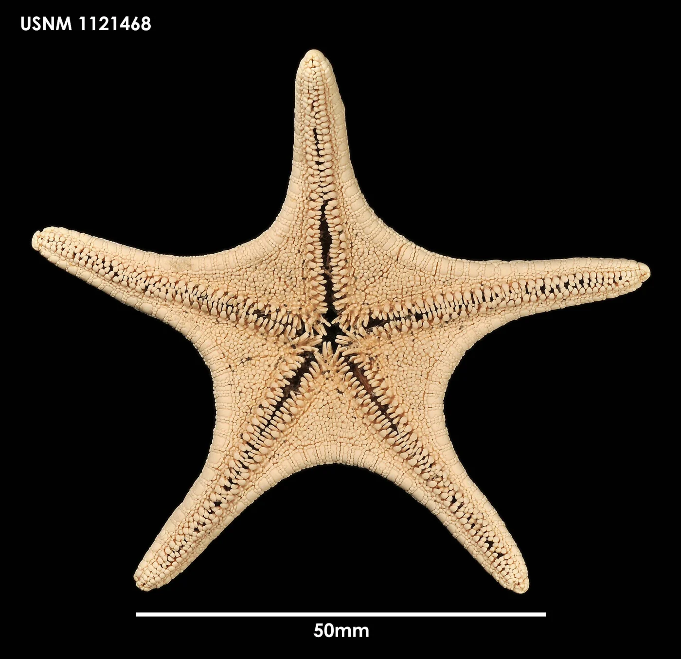 Pergamaster triseriatus