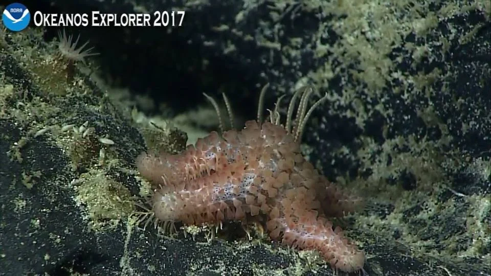 Peribolaster lictor