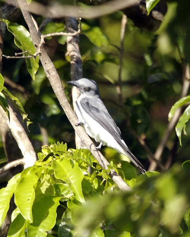 Ashy Minivet