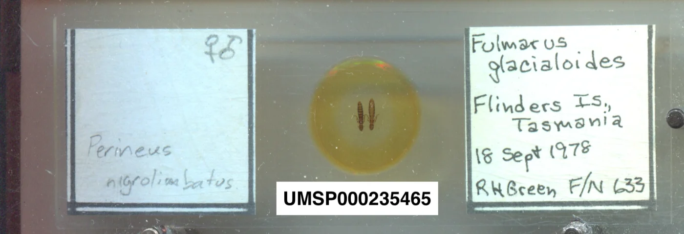 Perineus nigrolimbatus